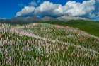 Tibet, Kham, Litang. Tibetan nomads near Litang. Hill covered in prayer flags. Art Print